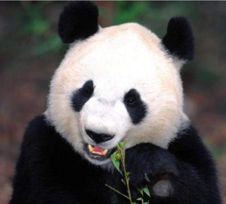 45个“国宝熊猫”商标在淘宝司法被法院拍卖，国宝商标究竟价值几何？