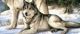 【25-cv-14826】6幅野生动物画作触发TRO！Keith律所代理Joseph Murray Hautman新案突发！