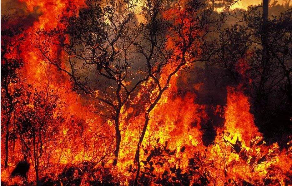 全球进入森林火灾高发期,带动口罩、空气净化器等防烟尘产品热销